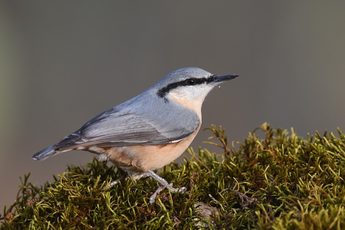 Eurasian Nuthatch - Santiago Caballero Carrera