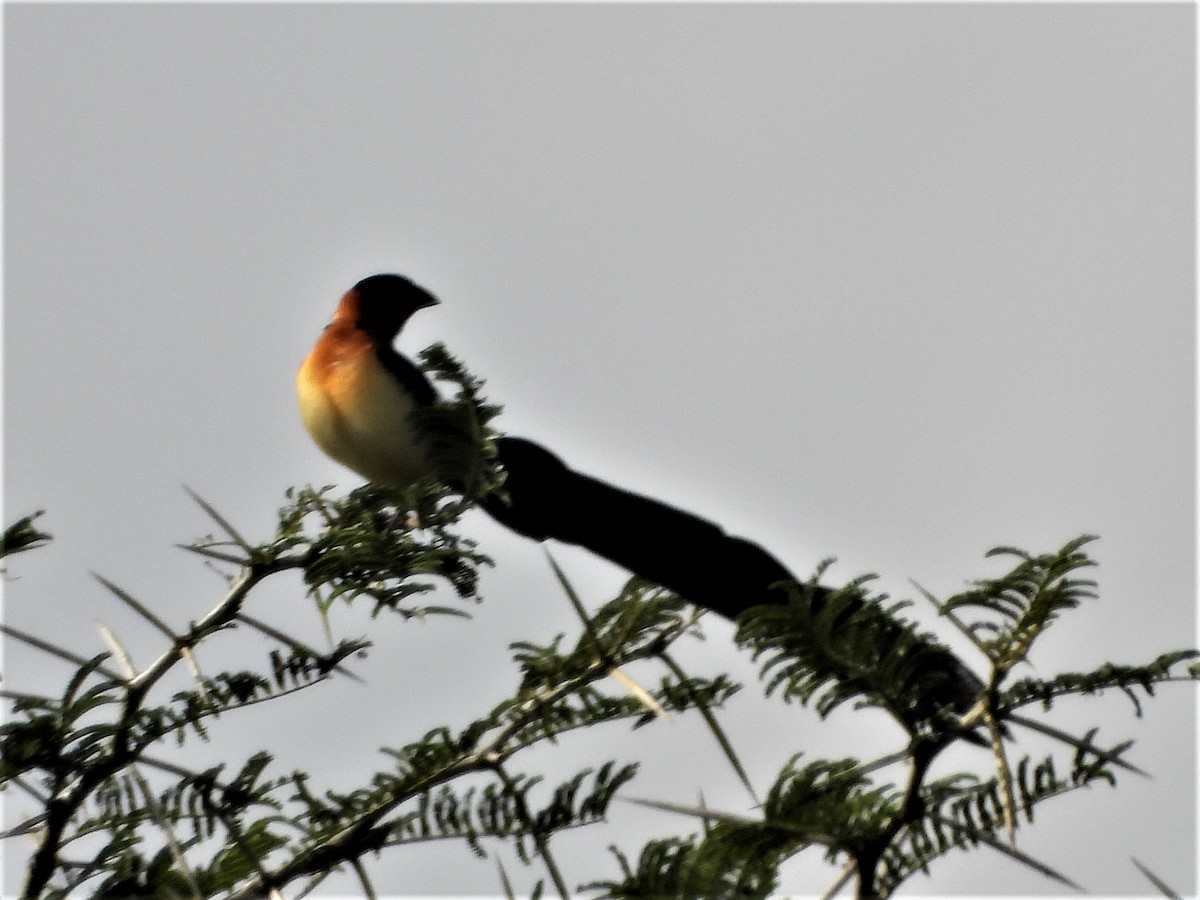 Exclamatory Paradise-Whydah - Ian de la Rosa