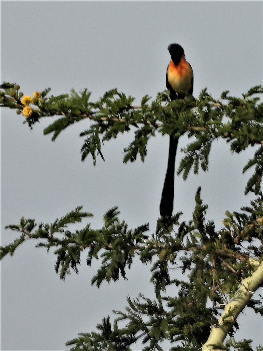 Exclamatory Paradise-Whydah - Ian de la Rosa