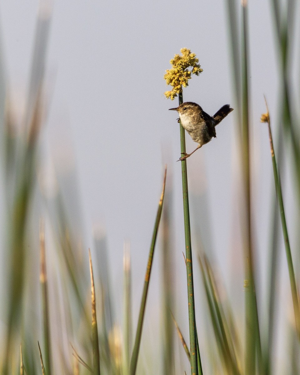 Marsh Wren - ML271197911