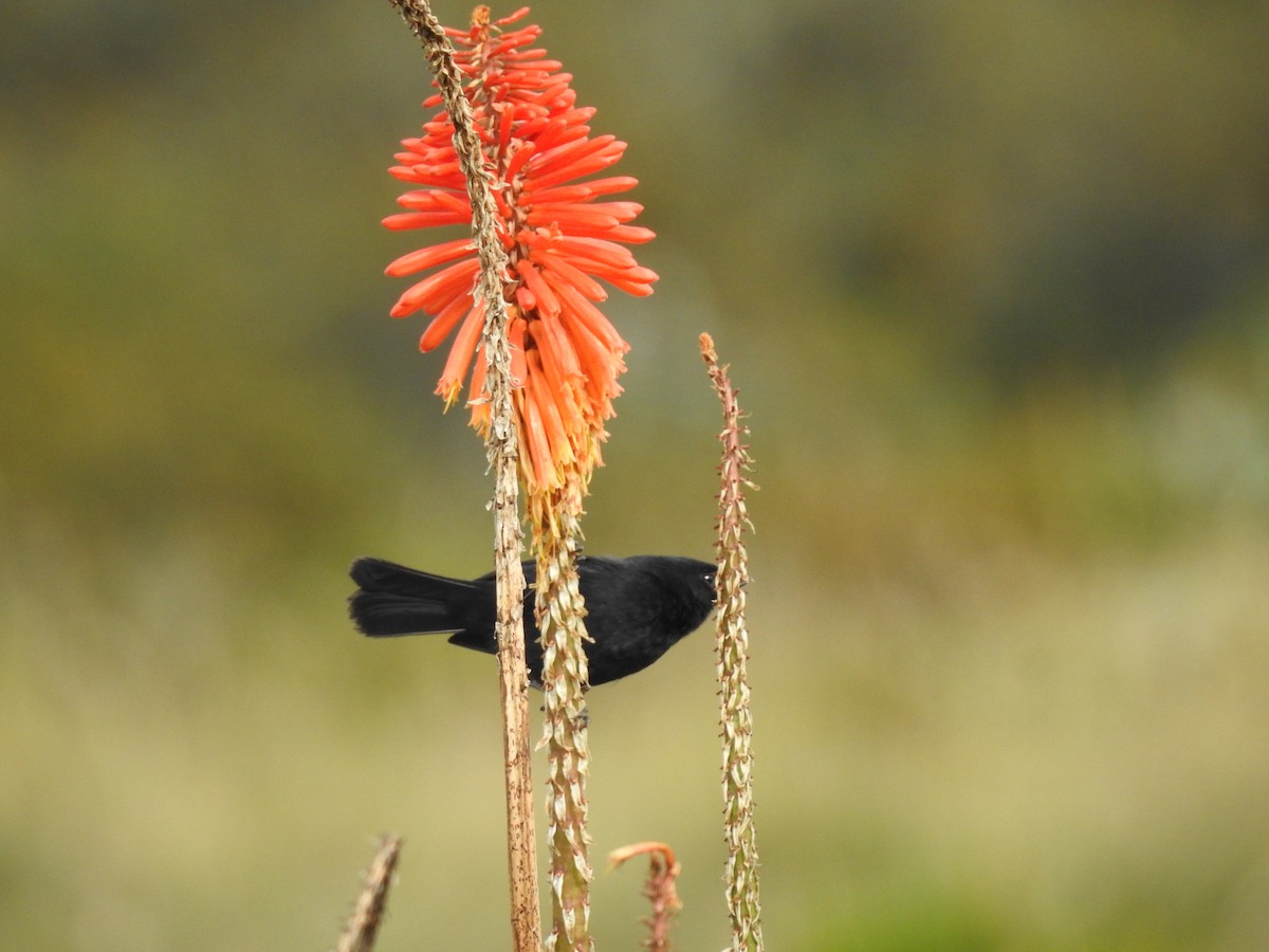 flowerpiercer sp. - ML271198241