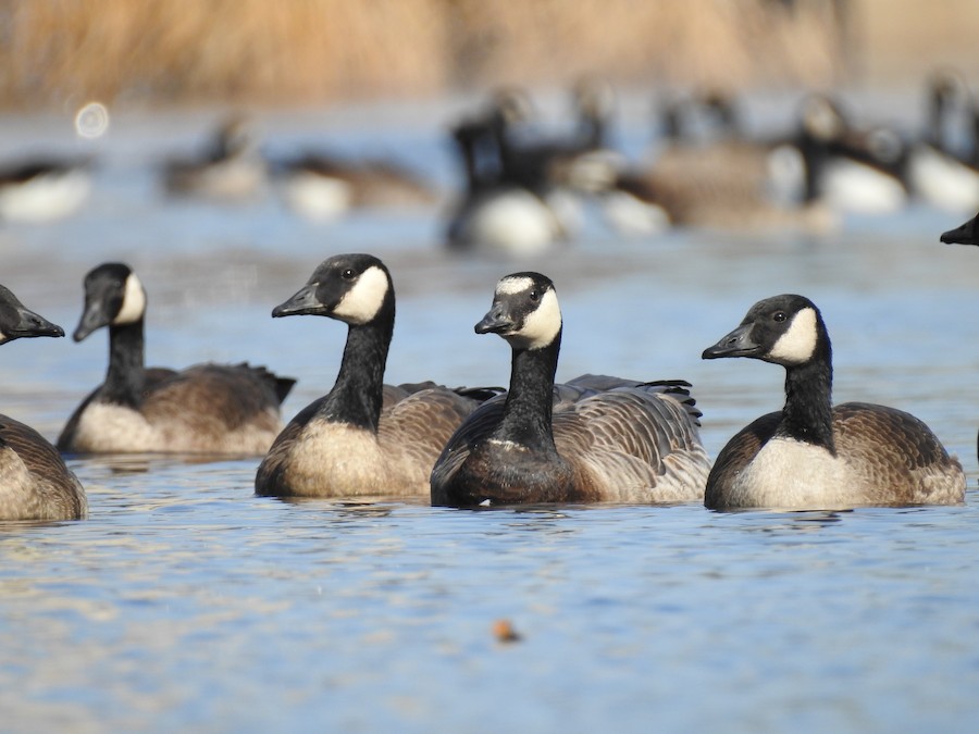 Barnacle x Canada Goose (hybrid) - eBird