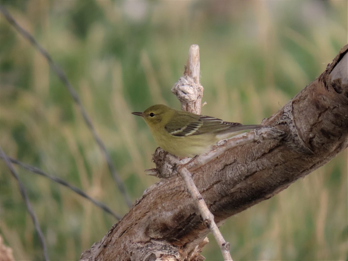 Blackpoll Warbler - ML271200161