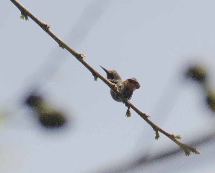 Rufous-crested Coquette - ML271200611