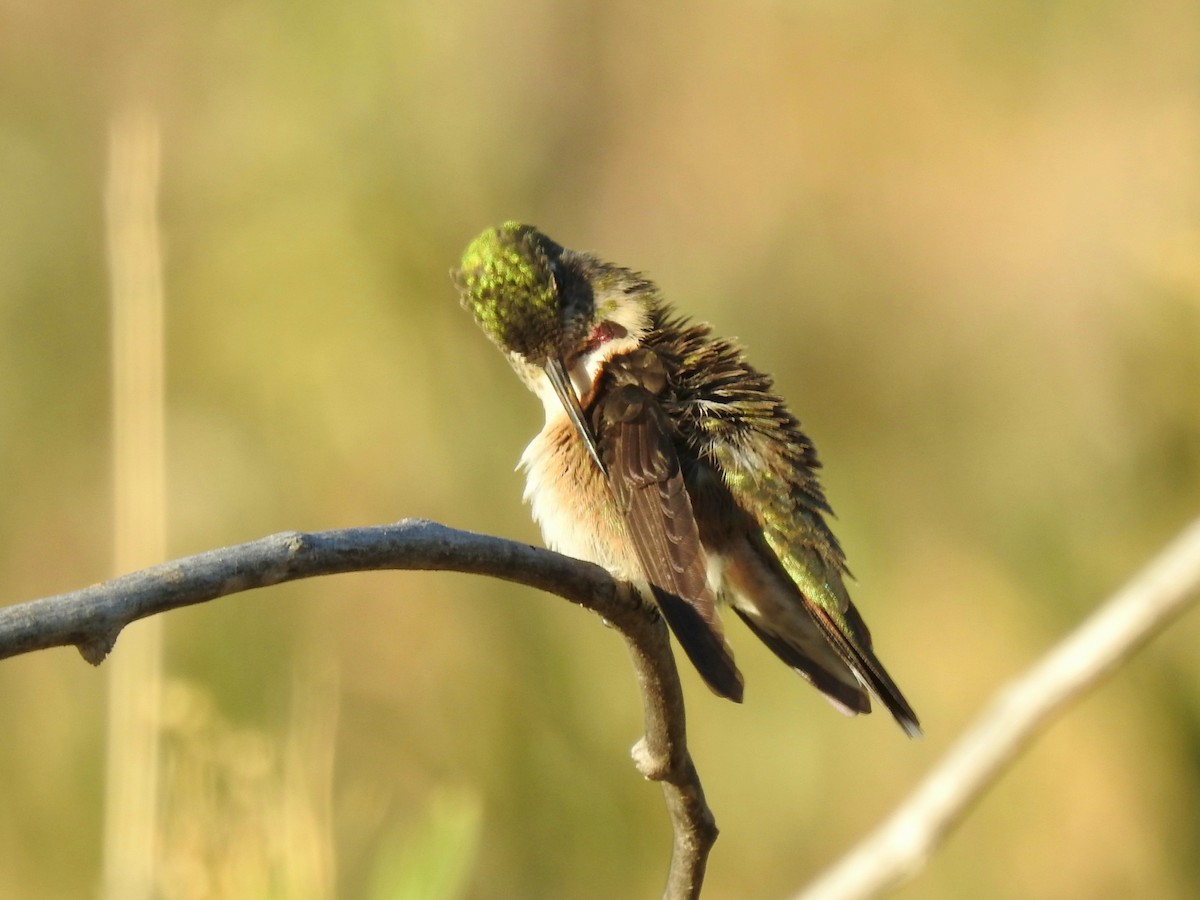 Broad-tailed Hummingbird - ML271200621