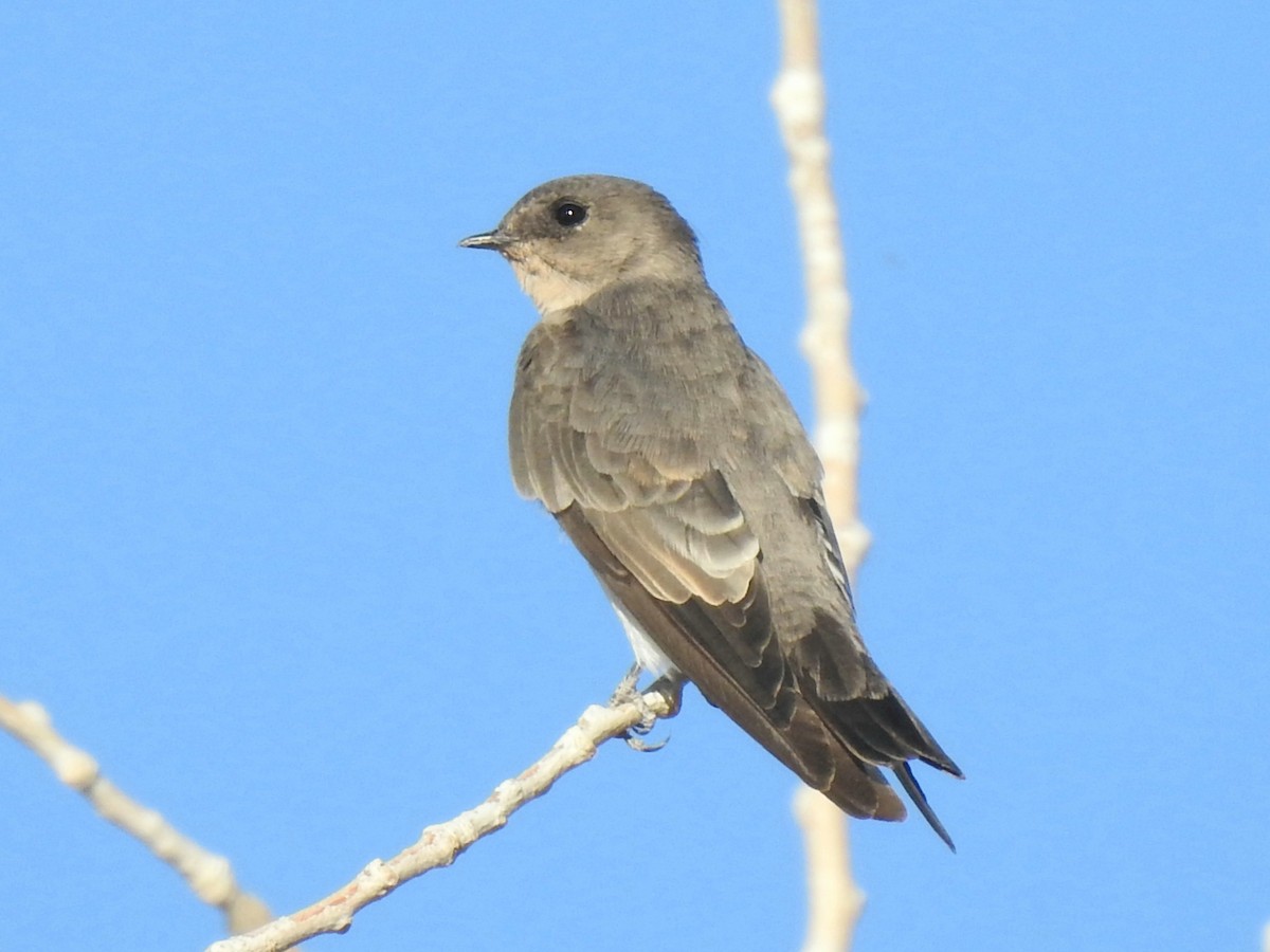 Northern Rough-winged Swallow - ML271200831