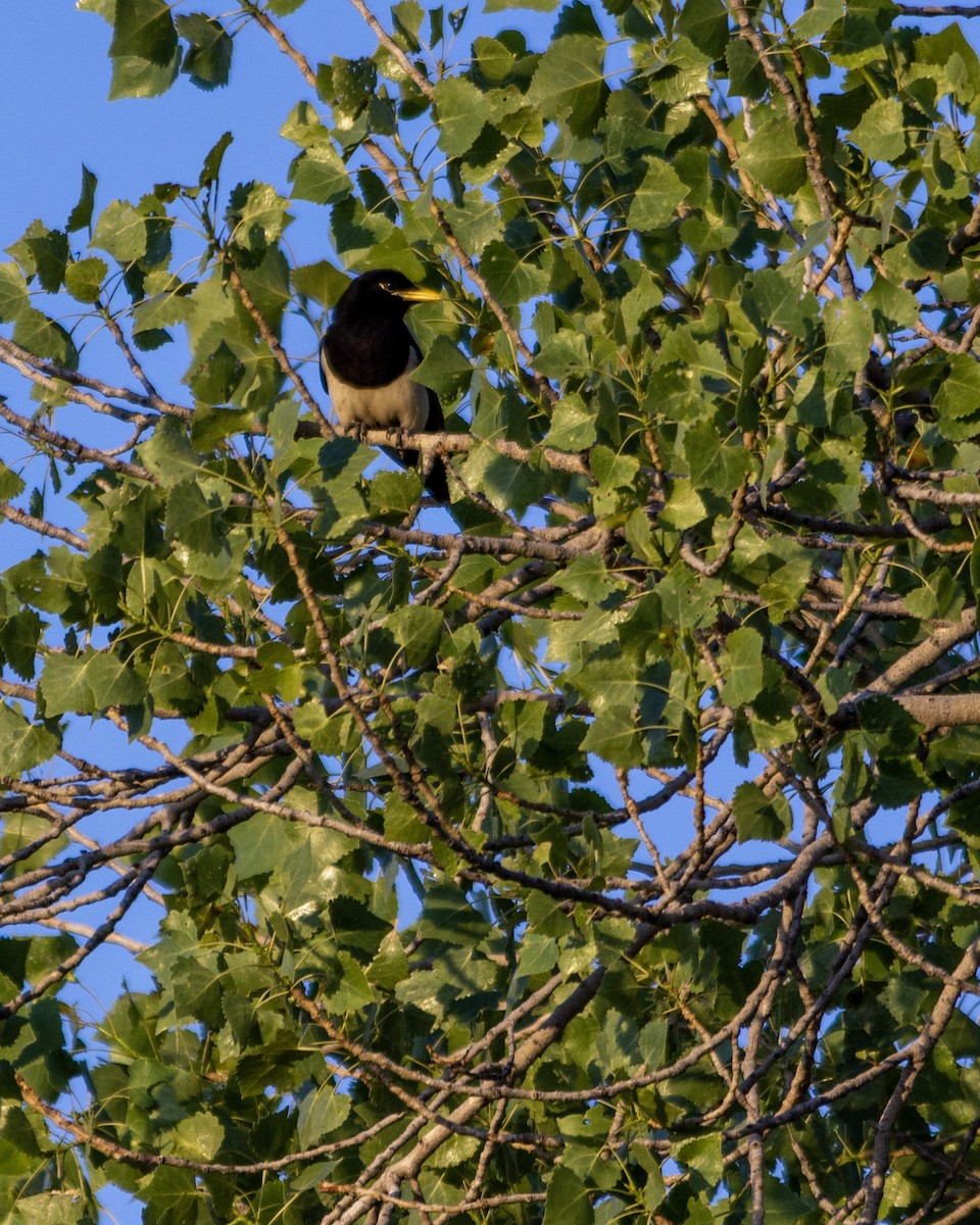 Yellow-billed Magpie - ML271201271