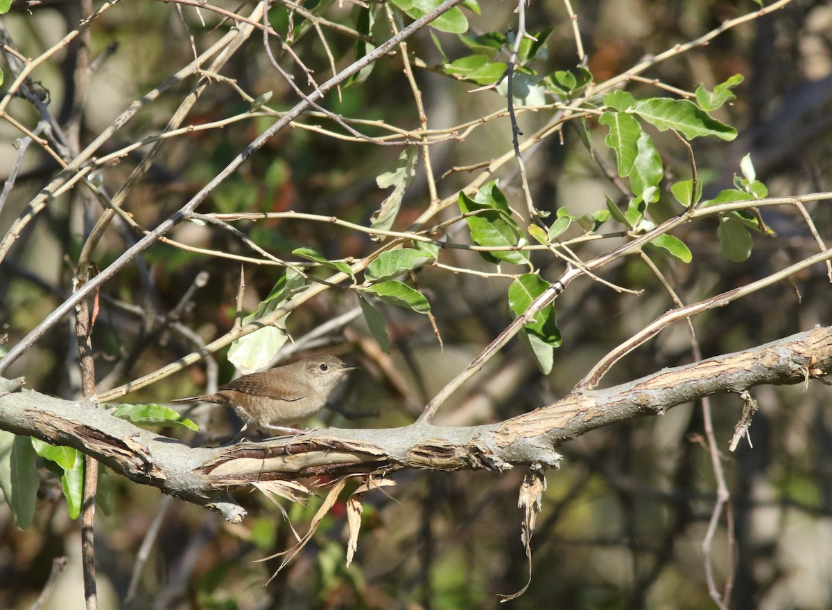 Northern House Wren - ML271201841