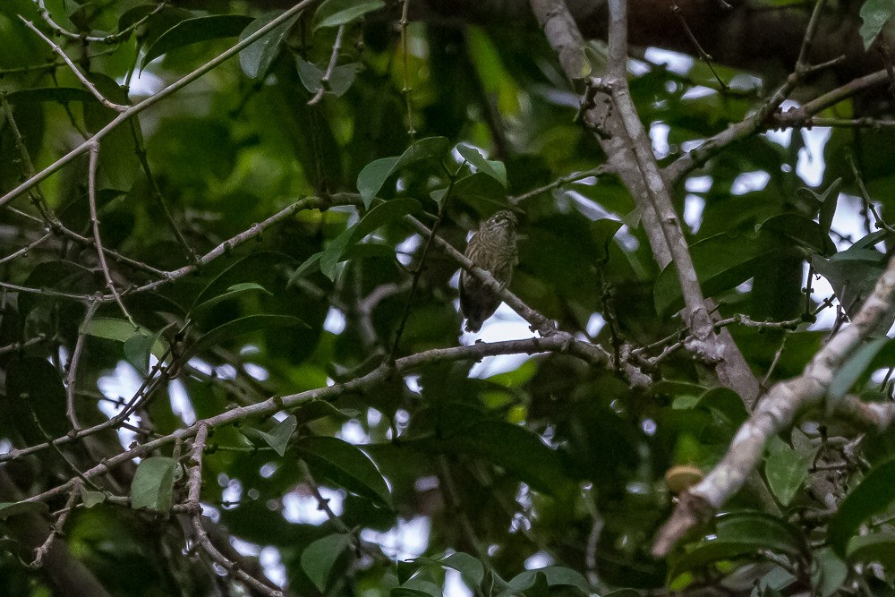 Bar-breasted Piculet - ML271202231