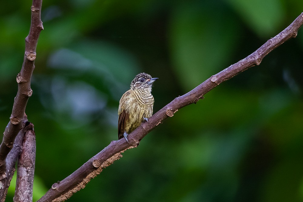 Bar-breasted Piculet - ML271202251