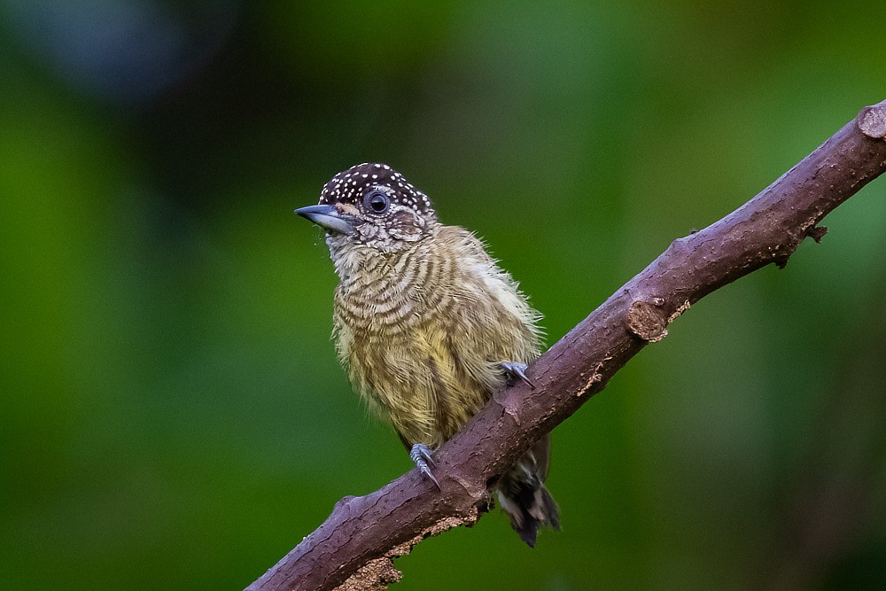 Bar-breasted Piculet - ML271202271