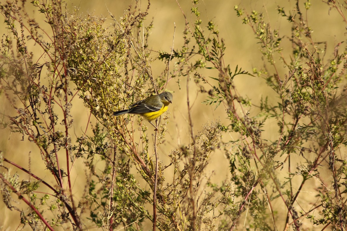 Magnolia Warbler - Shane Blodgett