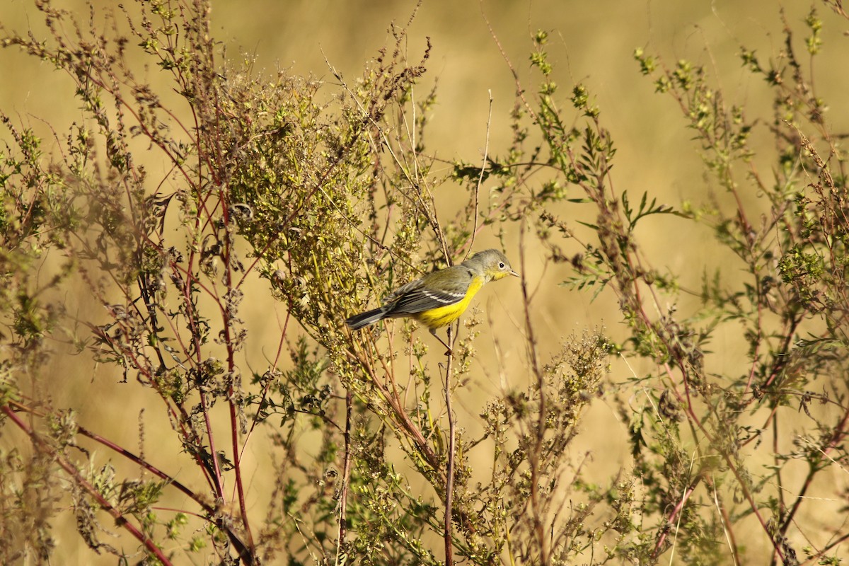 Magnolia Warbler - ML271202531