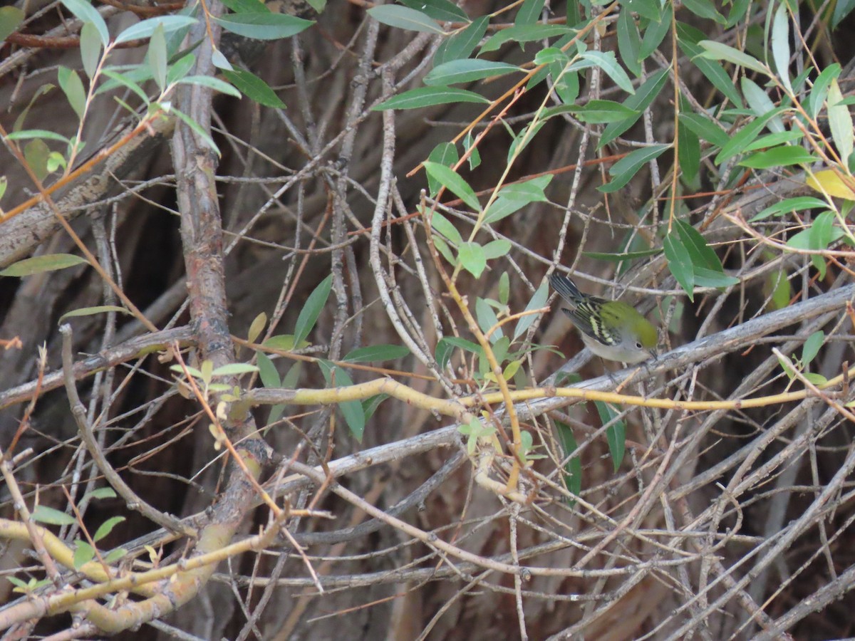 Chestnut-sided Warbler - ML271202801