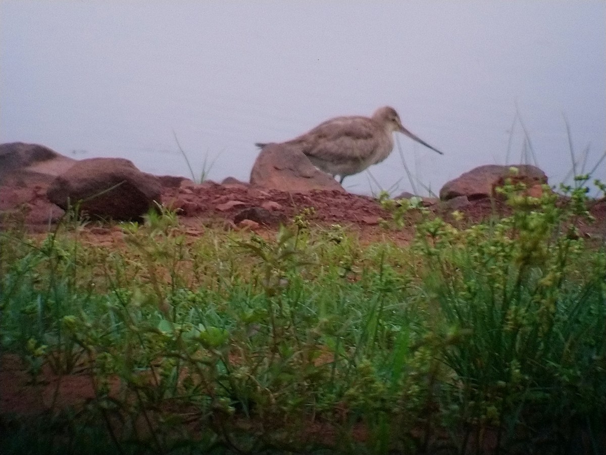 Hudsonian Godwit - ML271203581