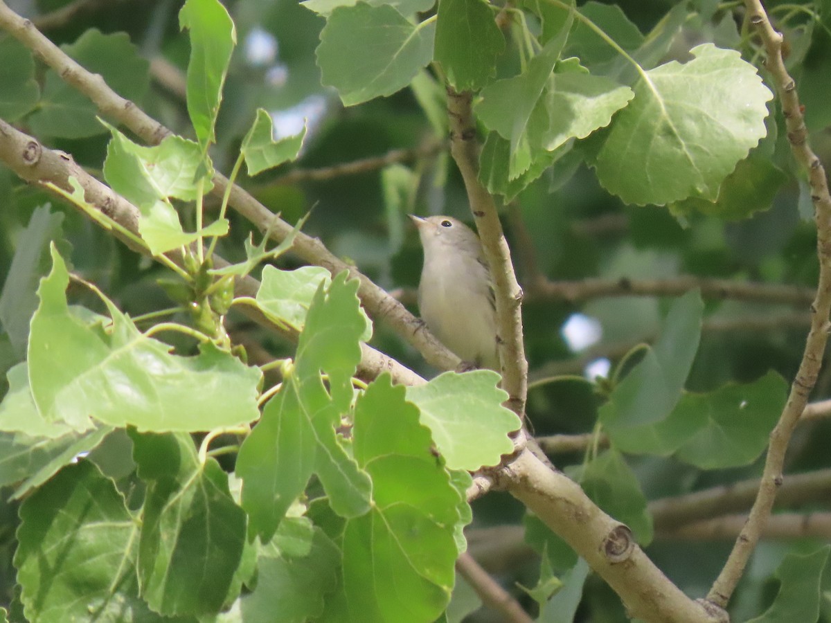Chestnut-sided Warbler - ML271203741
