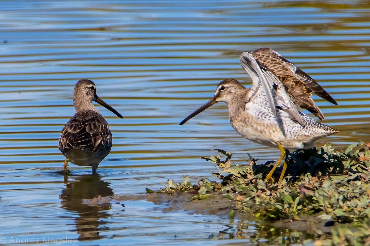 Long-billed Dowitcher - ML271204071