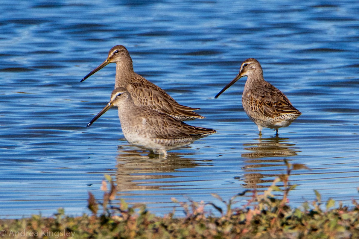 Long-billed Dowitcher - ML271204081