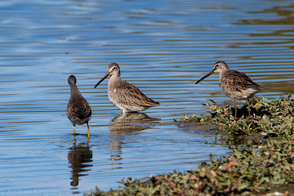 Long-billed Dowitcher - ML271204101