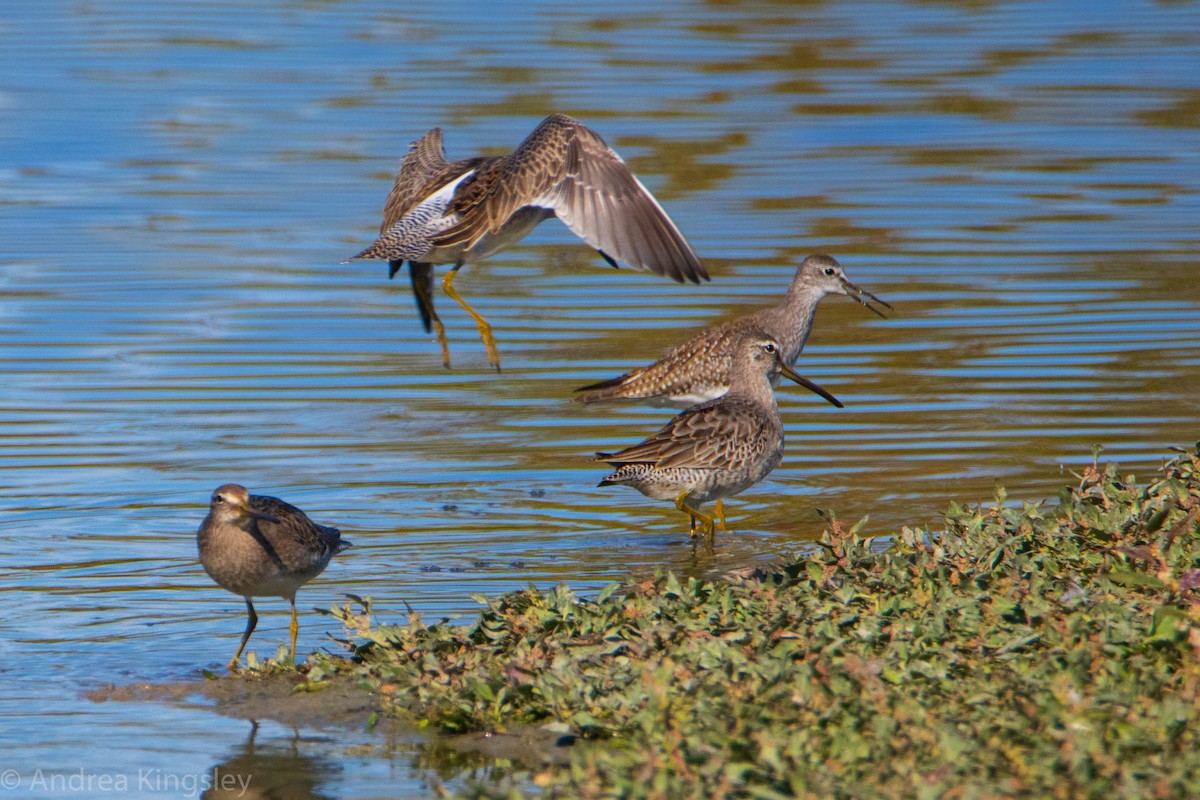 Long-billed Dowitcher - ML271204111