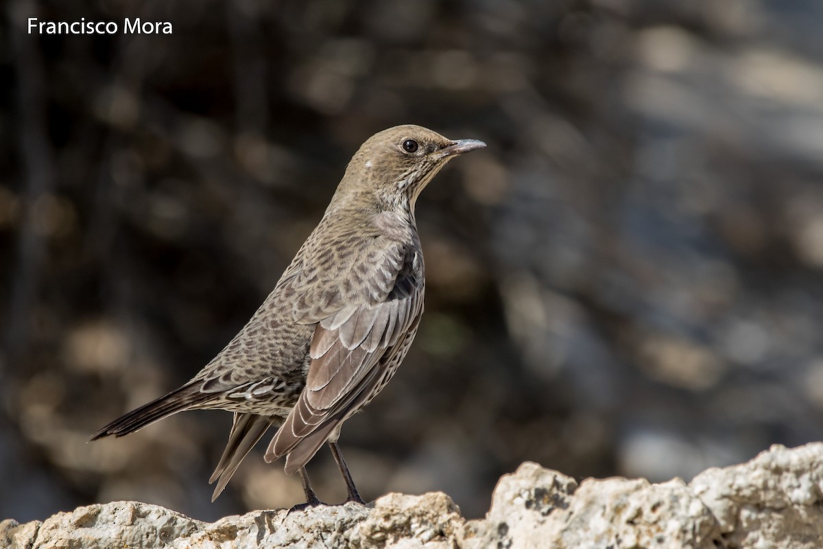 Ring Ouzel - ML271206631