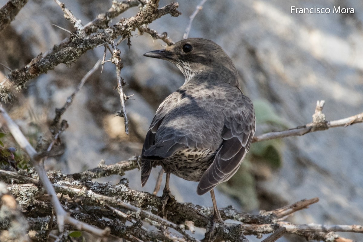 Ring Ouzel - ML271206641