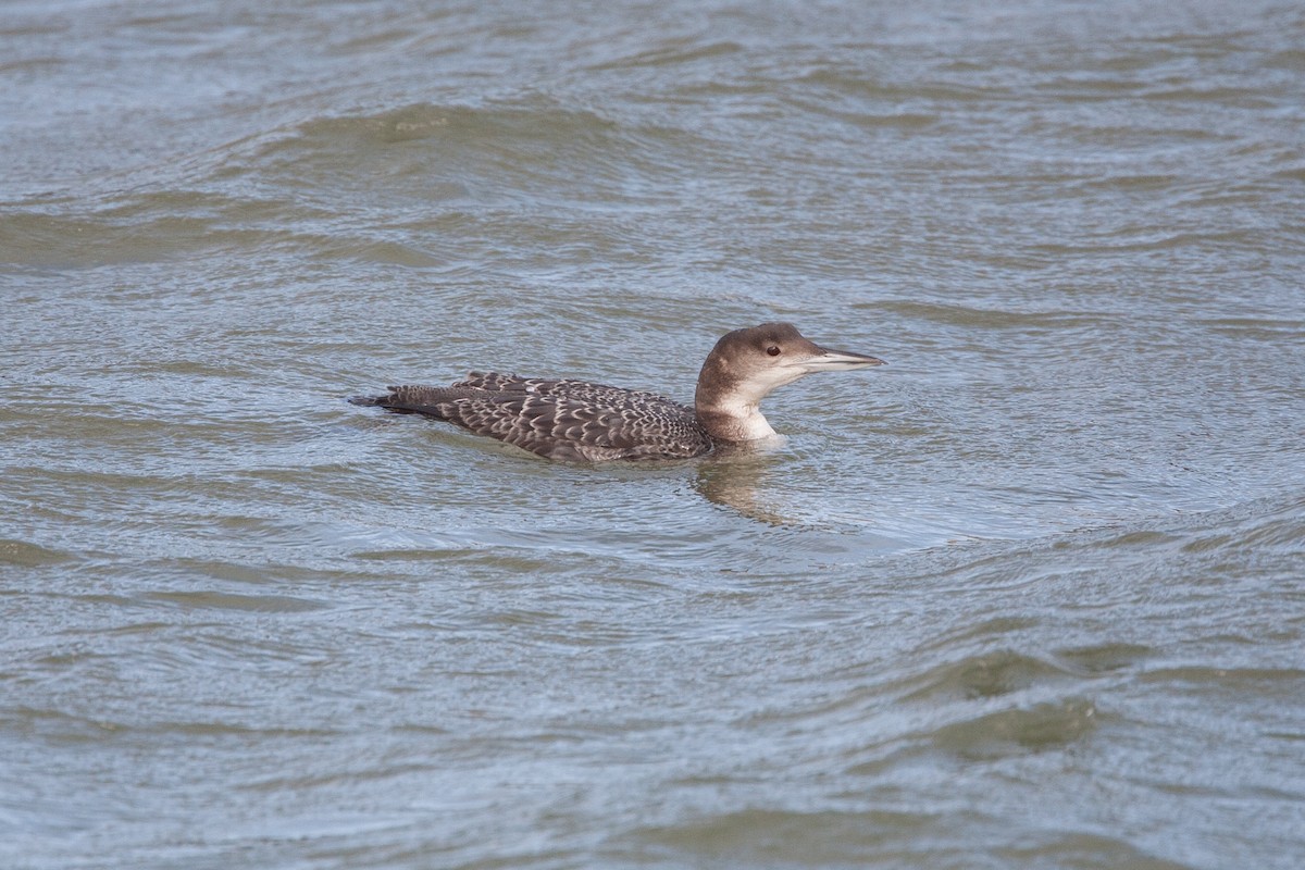 Plongeon huard - ML271207691