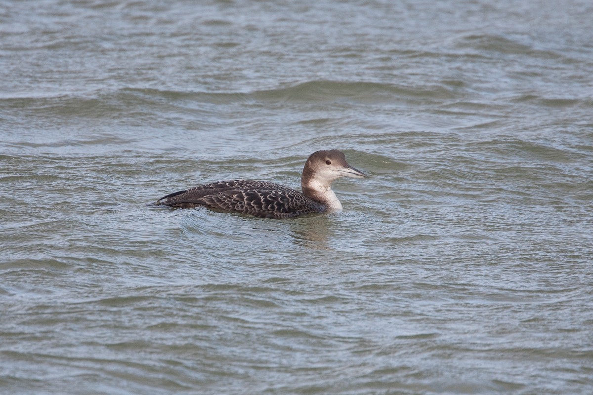 Plongeon huard - ML271207711