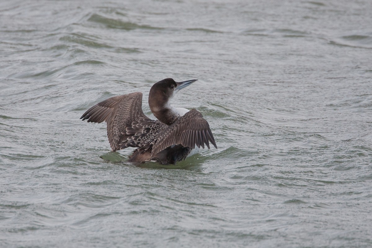 Plongeon huard - ML271207721