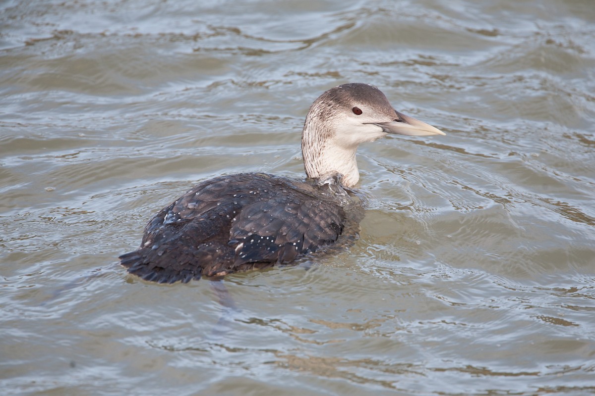 Yellow-billed Loon - ML271207761