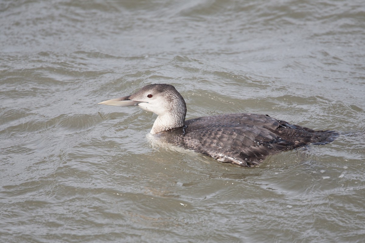 Yellow-billed Loon - Simon Colenutt