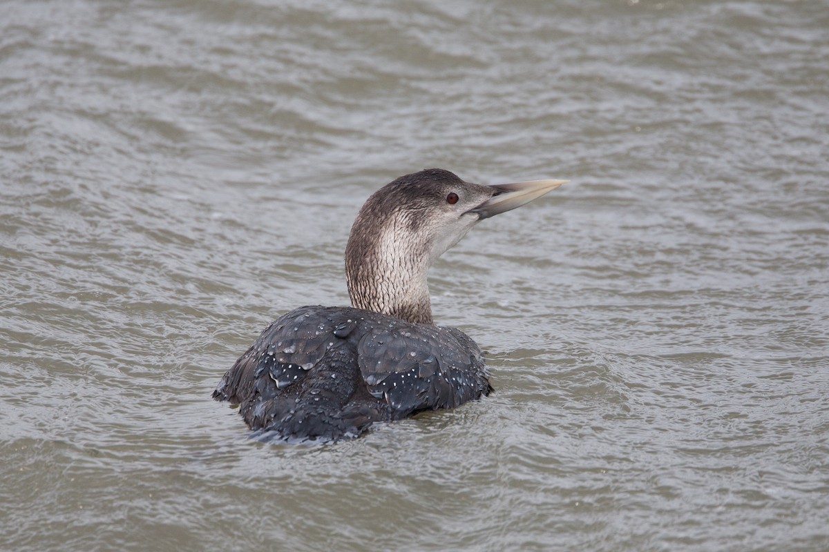 Yellow-billed Loon - Simon Colenutt