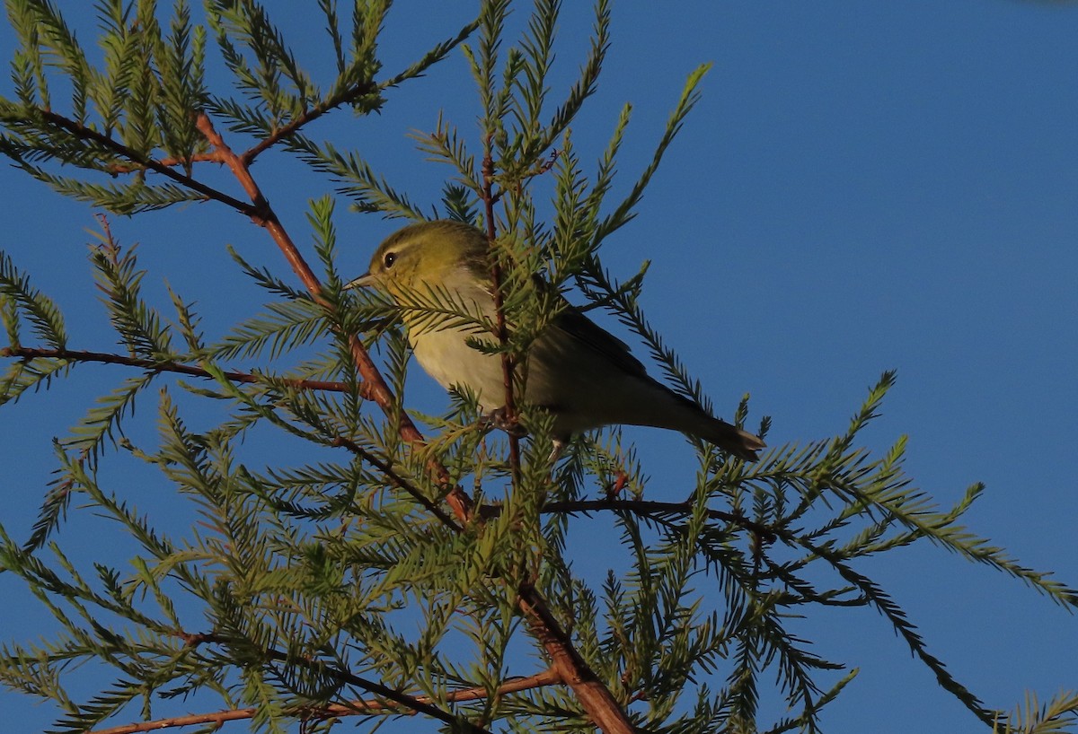 Paruline obscure - ML271210121