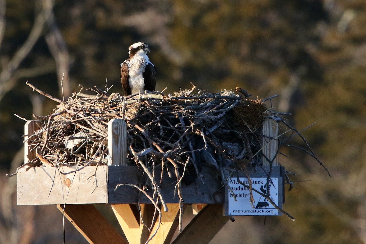 Osprey - ML27121081