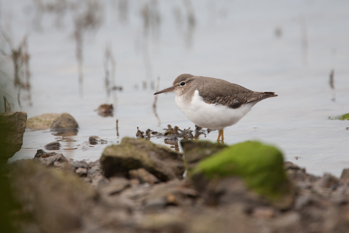 Spotted Sandpiper - Simon Colenutt