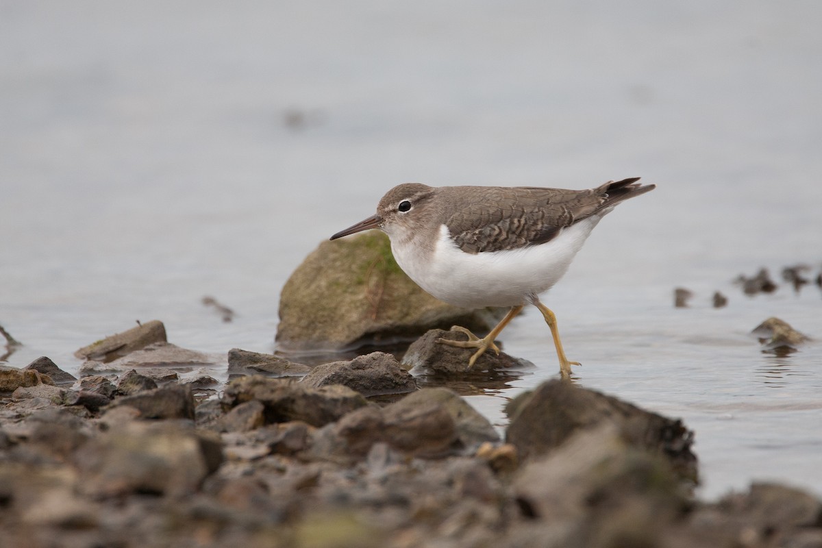 Spotted Sandpiper - Simon Colenutt