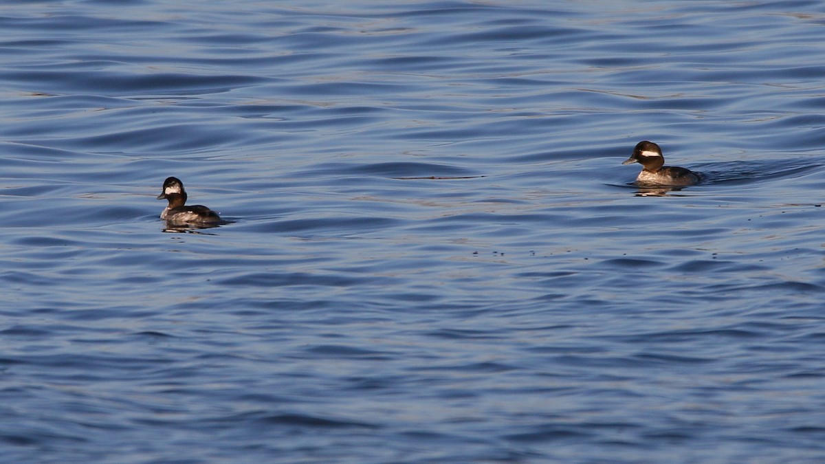 Bufflehead - ML27121211