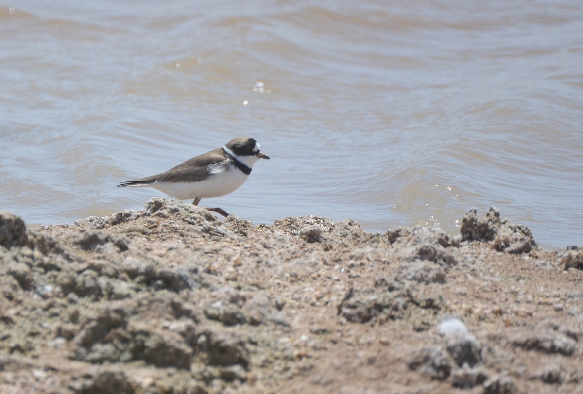 Semipalmated Plover - ML27121241