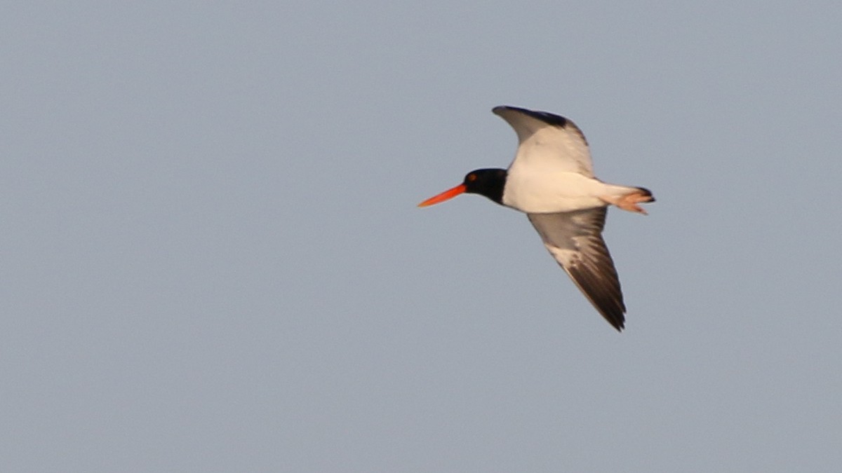 American Oystercatcher - ML27121361