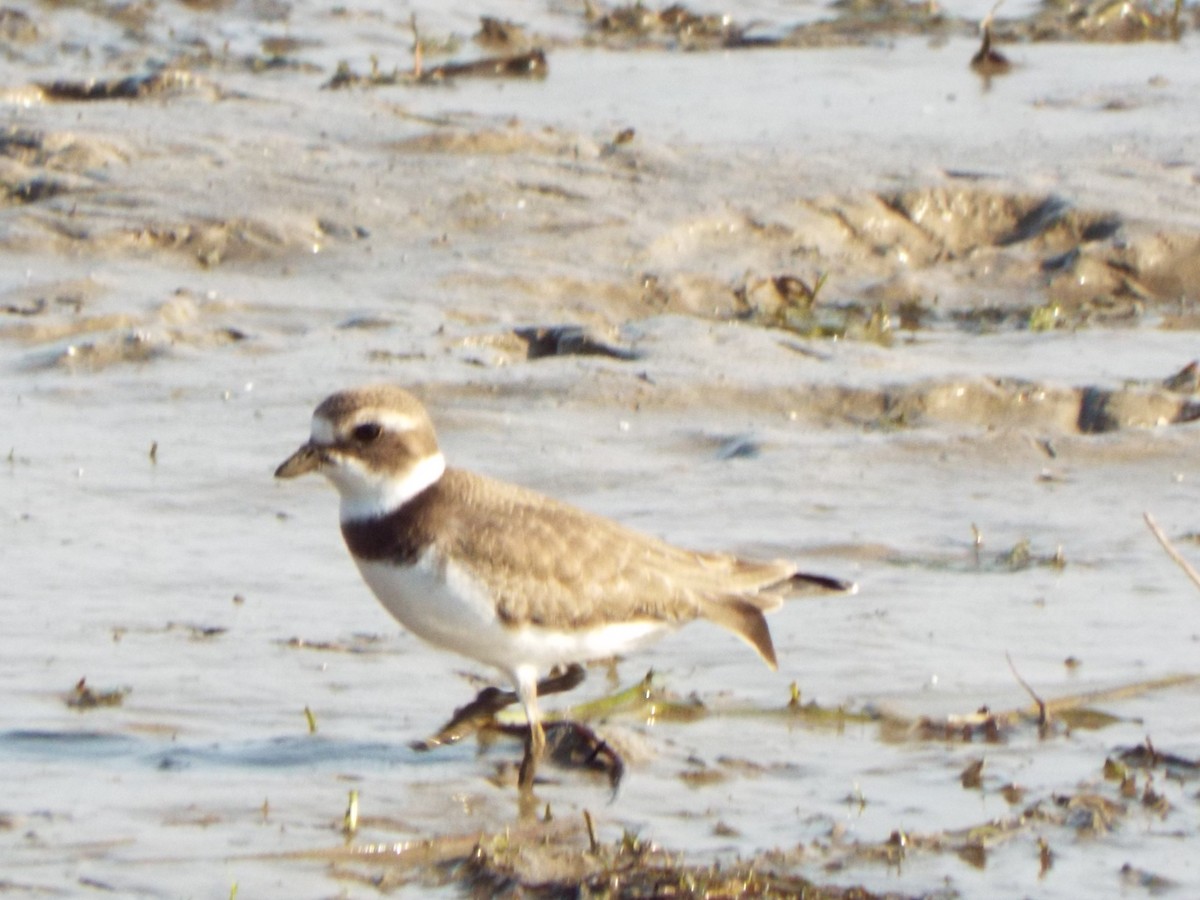 Semipalmated Plover - ML271213871