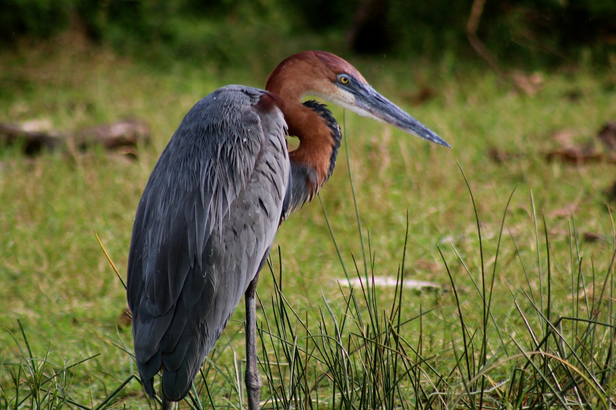 Goliath Heron - Alec Crawford