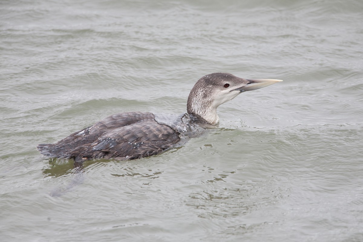 Yellow-billed Loon - ML271214781