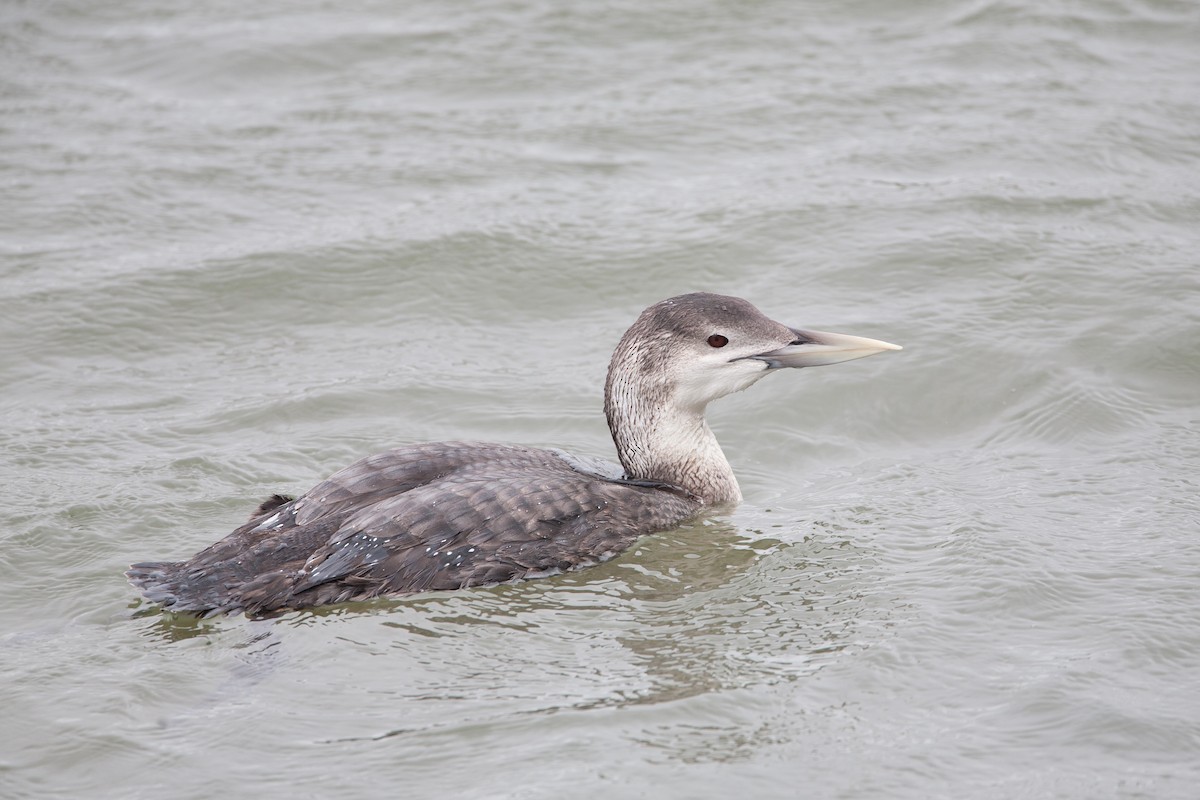 Yellow-billed Loon - Simon Colenutt