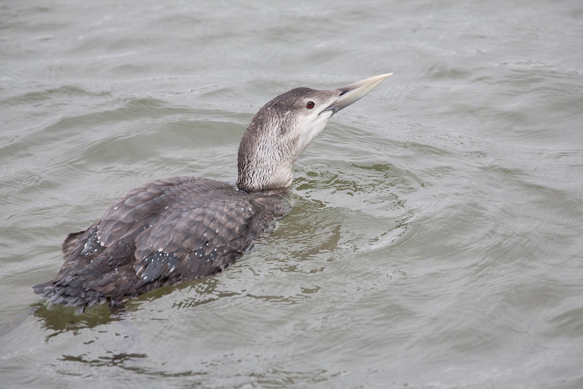 Yellow-billed Loon - Simon Colenutt