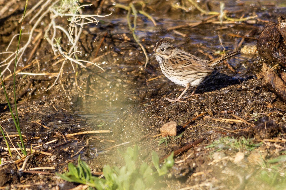 Lincoln's Sparrow - Tim Ludwick