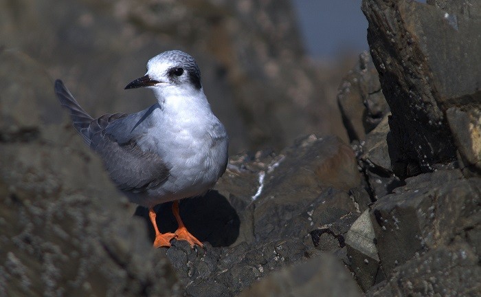 Black-fronted Tern - ML27121651