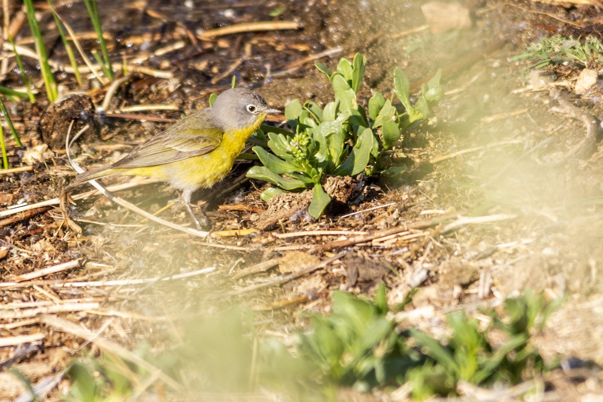 Nashville Warbler - ML271216541