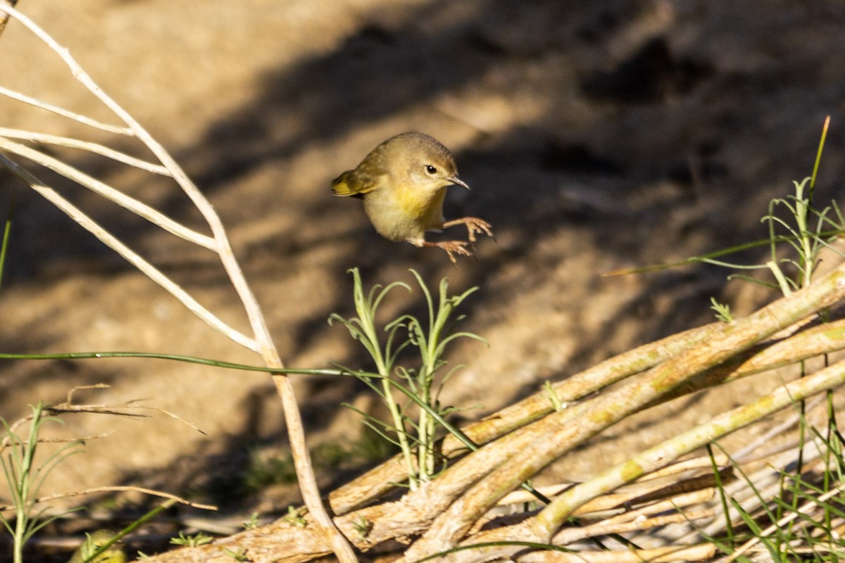 Common Yellowthroat - ML271216731