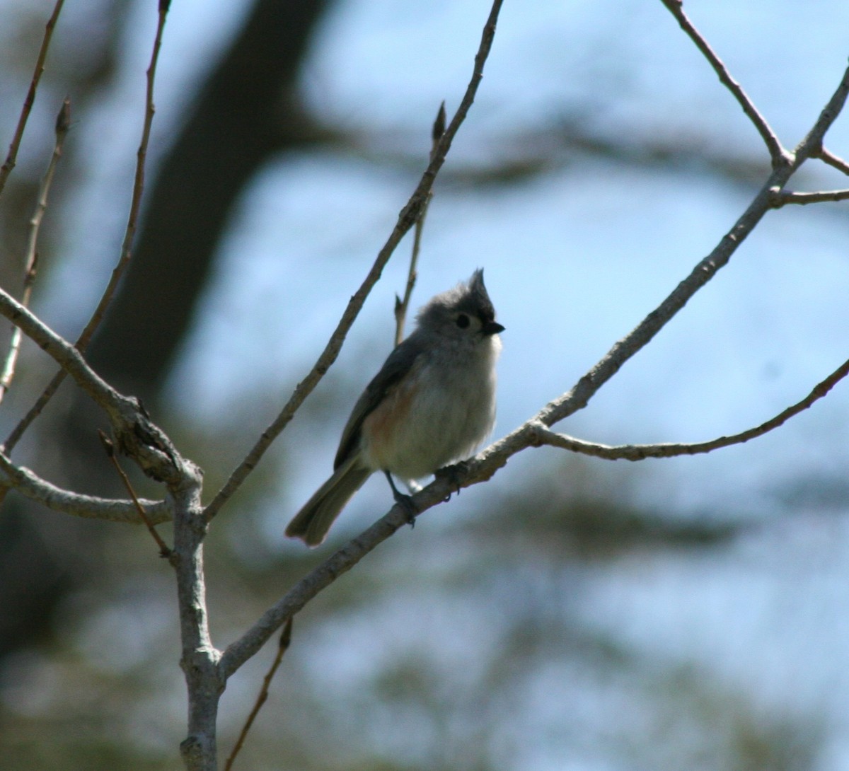 Tufted Titmouse - ML27121791