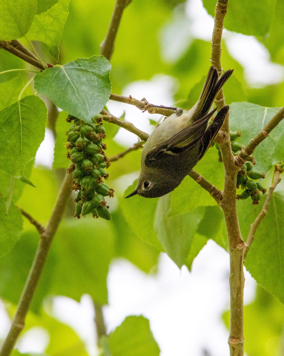 Ruby-crowned Kinglet - ML271219111